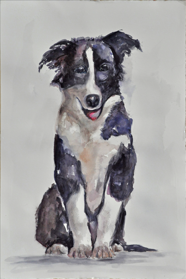 Border Collie