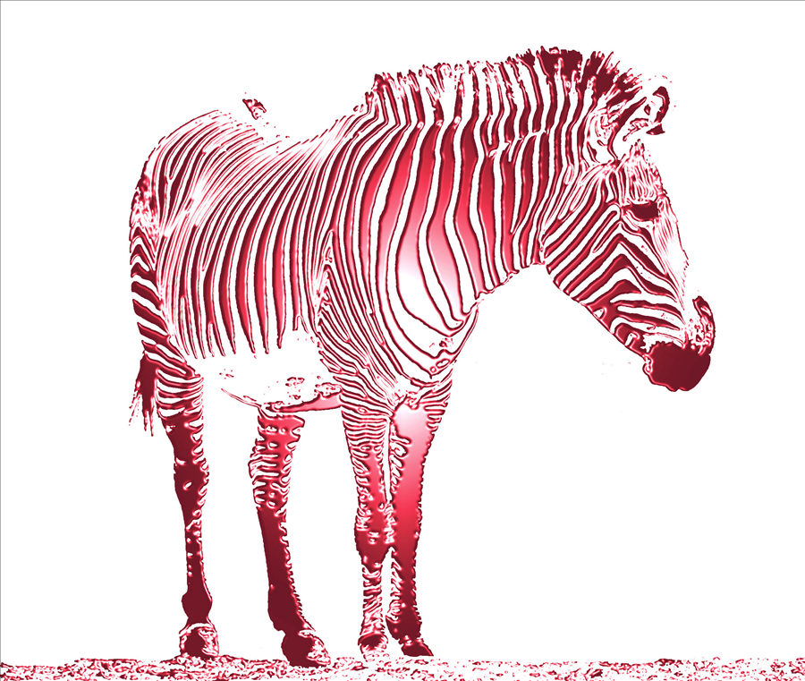 zebra 2